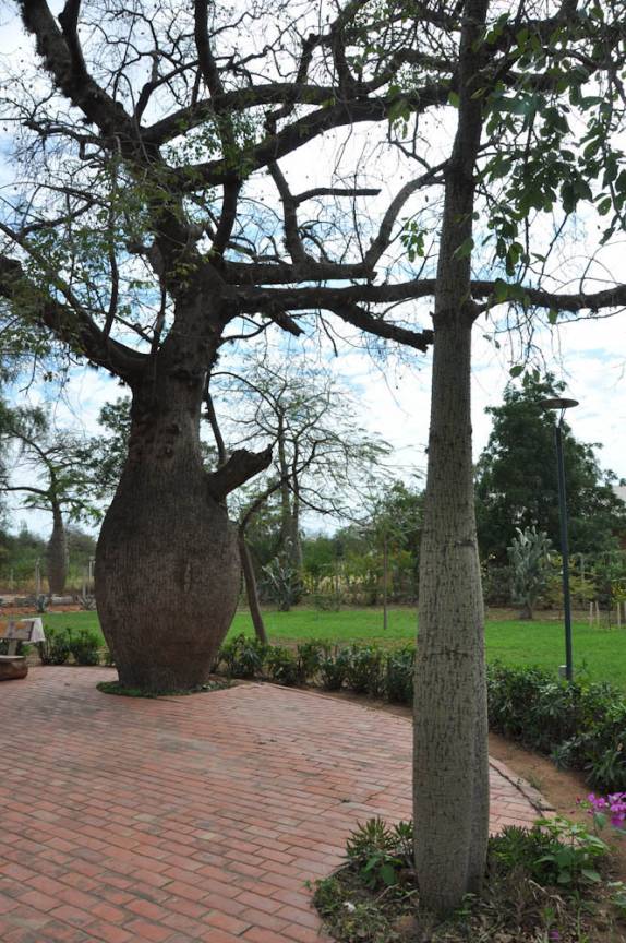 Parque urbano em Filadelfia, com árvores típicas do Chaco - Paraguai